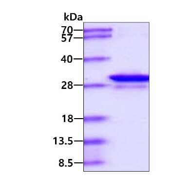 SDS-Page: Recombinant Human GAS41 His Protein [NBP1-78864] - 3ug by SDS-PAGE under reducing condition and visualized by coomassie blue stain